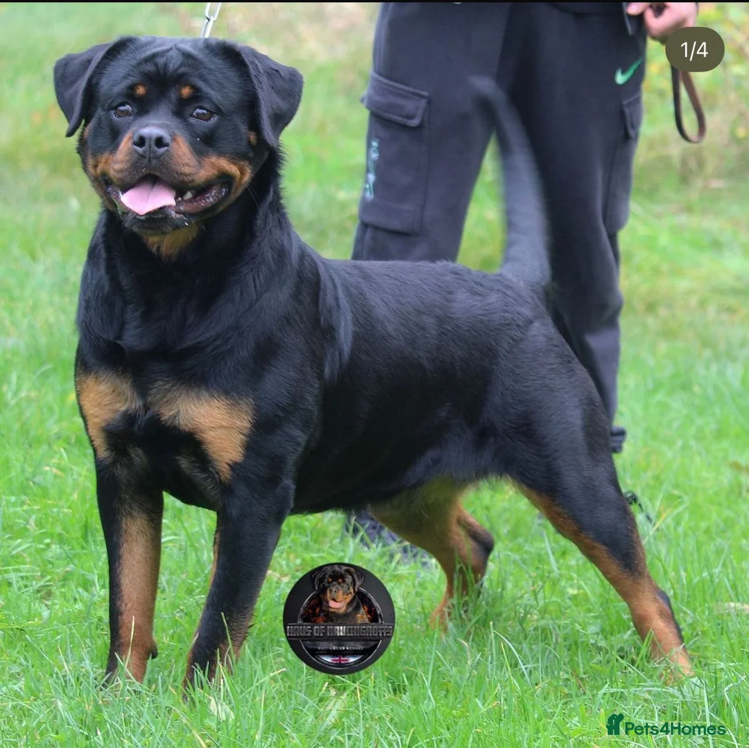 Rottweiler dogs for sale: Beautiful Adult Female Rottweiler For Pet/ShowHome - Advert 4