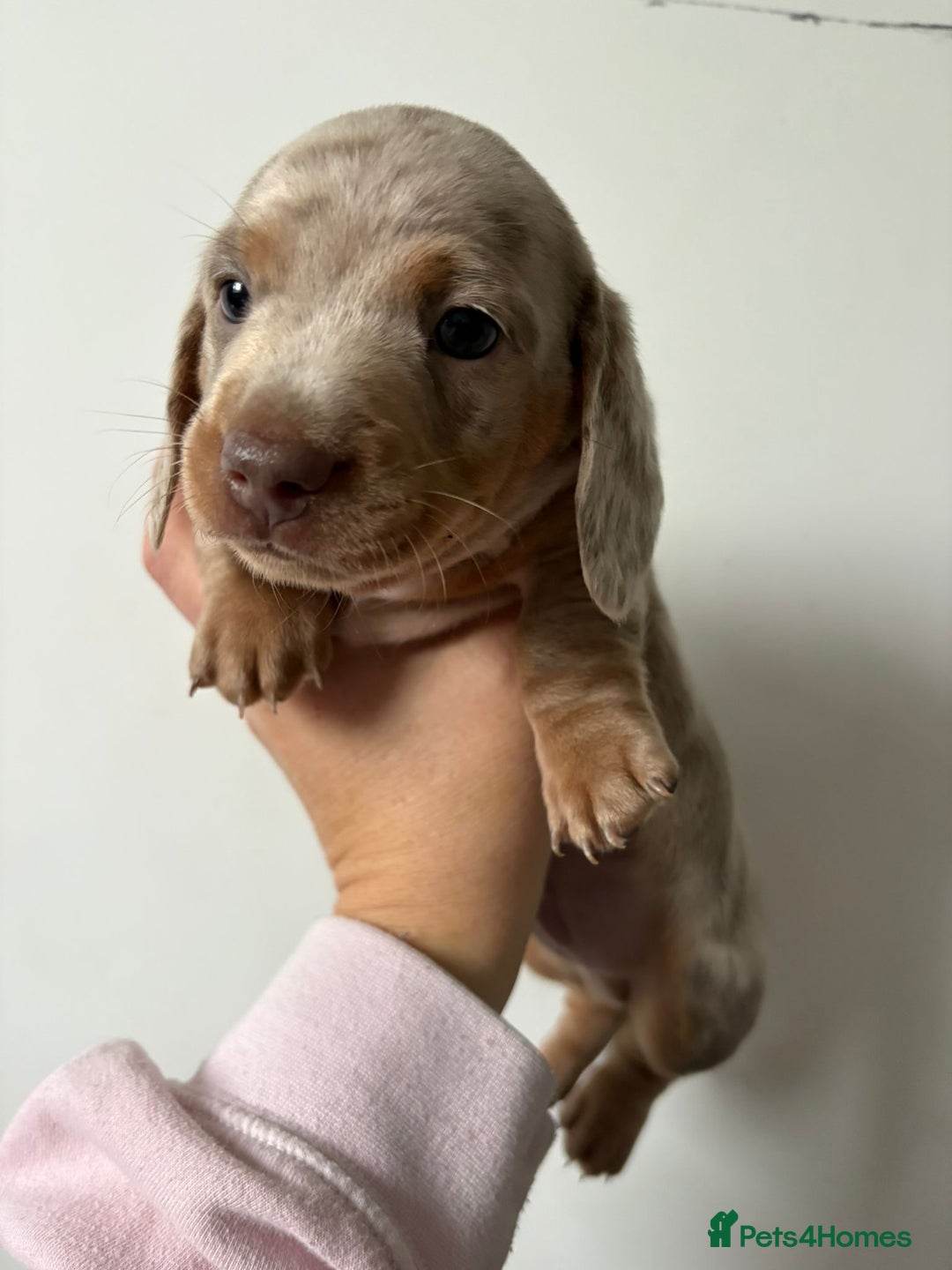 Miniature Dachshund dogs for sale: Beautiful Miniature dachshund pups  - Advert 3
