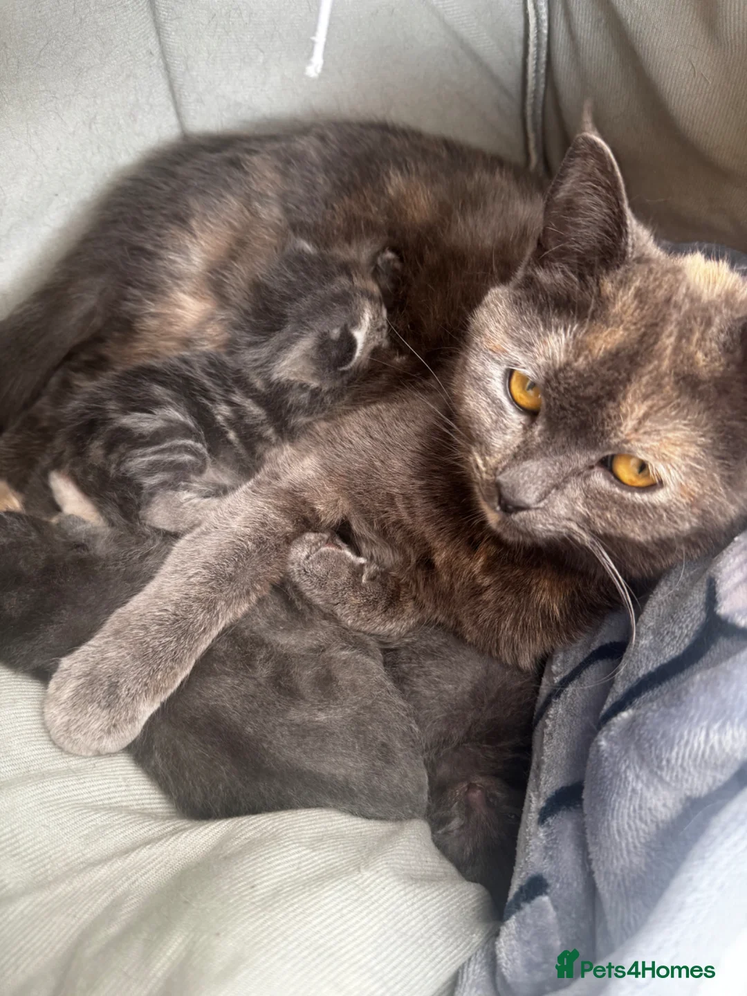 Mixed Breed cats for sale: Kittens - Advert 4