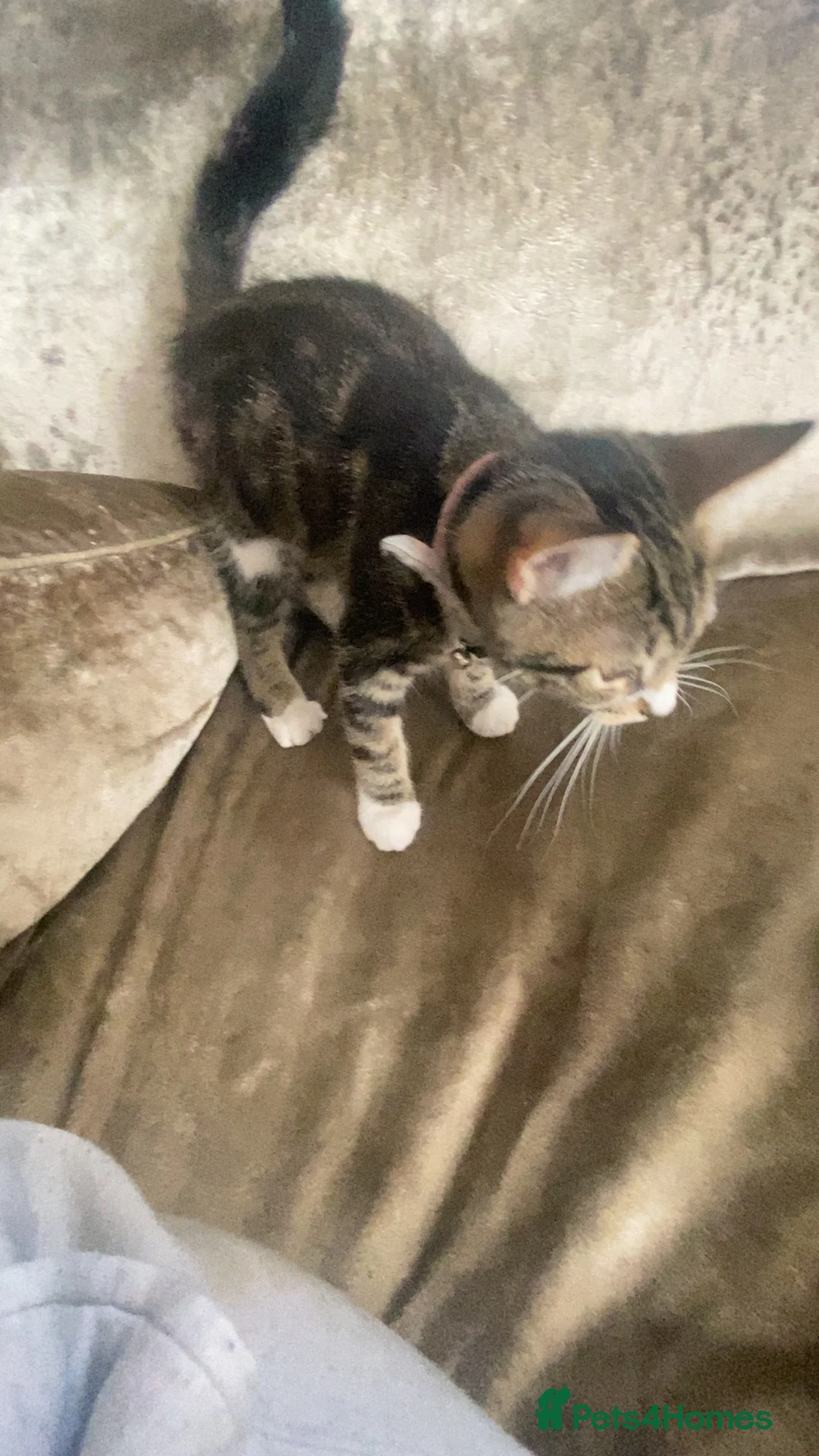Mixed Breed cats for sale: 4 months old female tabby kitten  - Advert 2