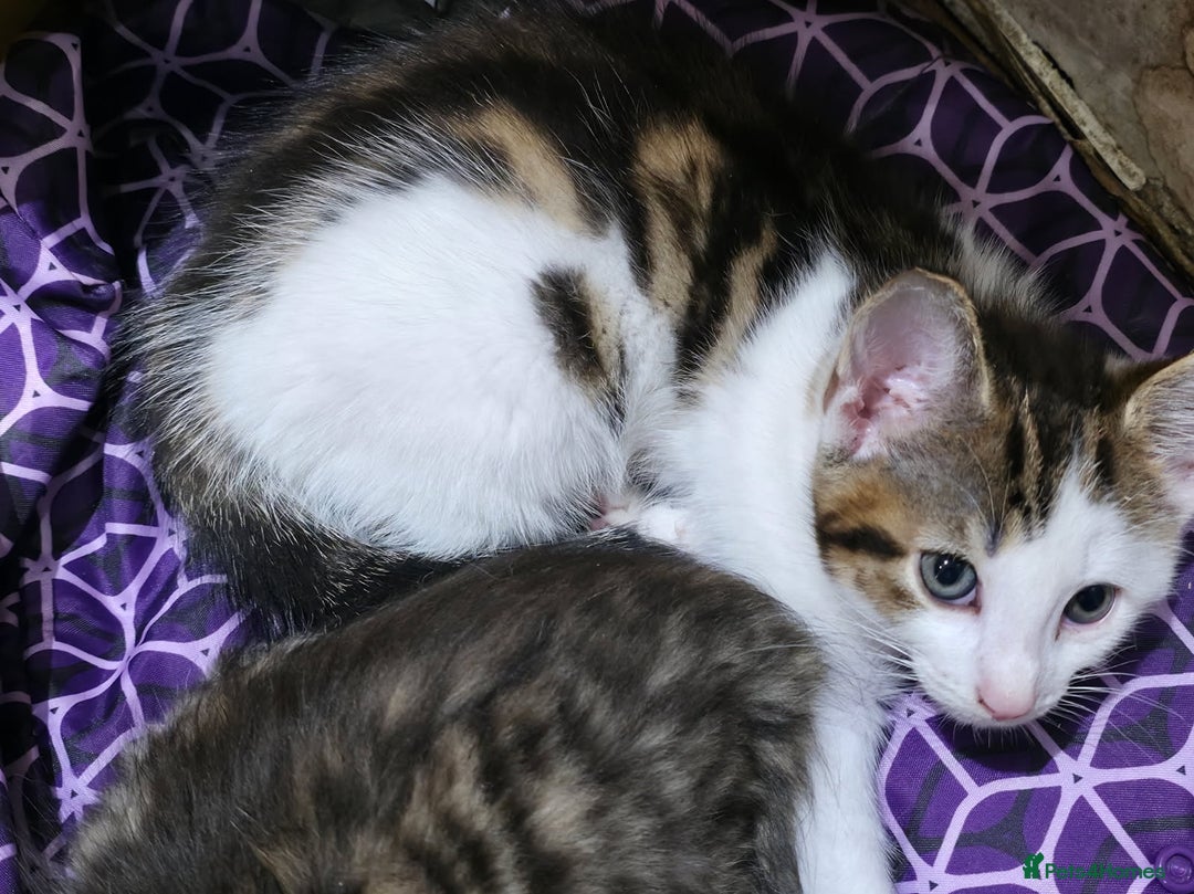 Mixed Breed cats for sale: 3 beautiful and playful kittens - Image 2