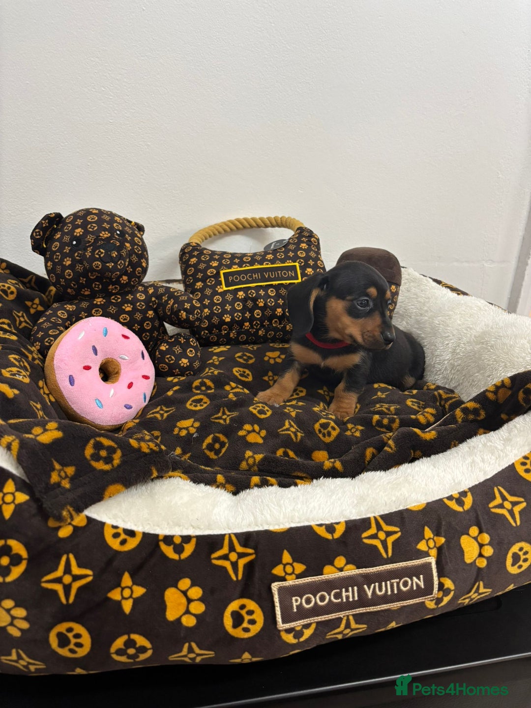 Miniature Dachshund dogs for sale: beautiful miniature dachshund puppies available  - Advert 16