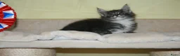 Maine Coon cats for sale: Gorgeous Maine Coon kittens from the Grand Cham - Advert 3