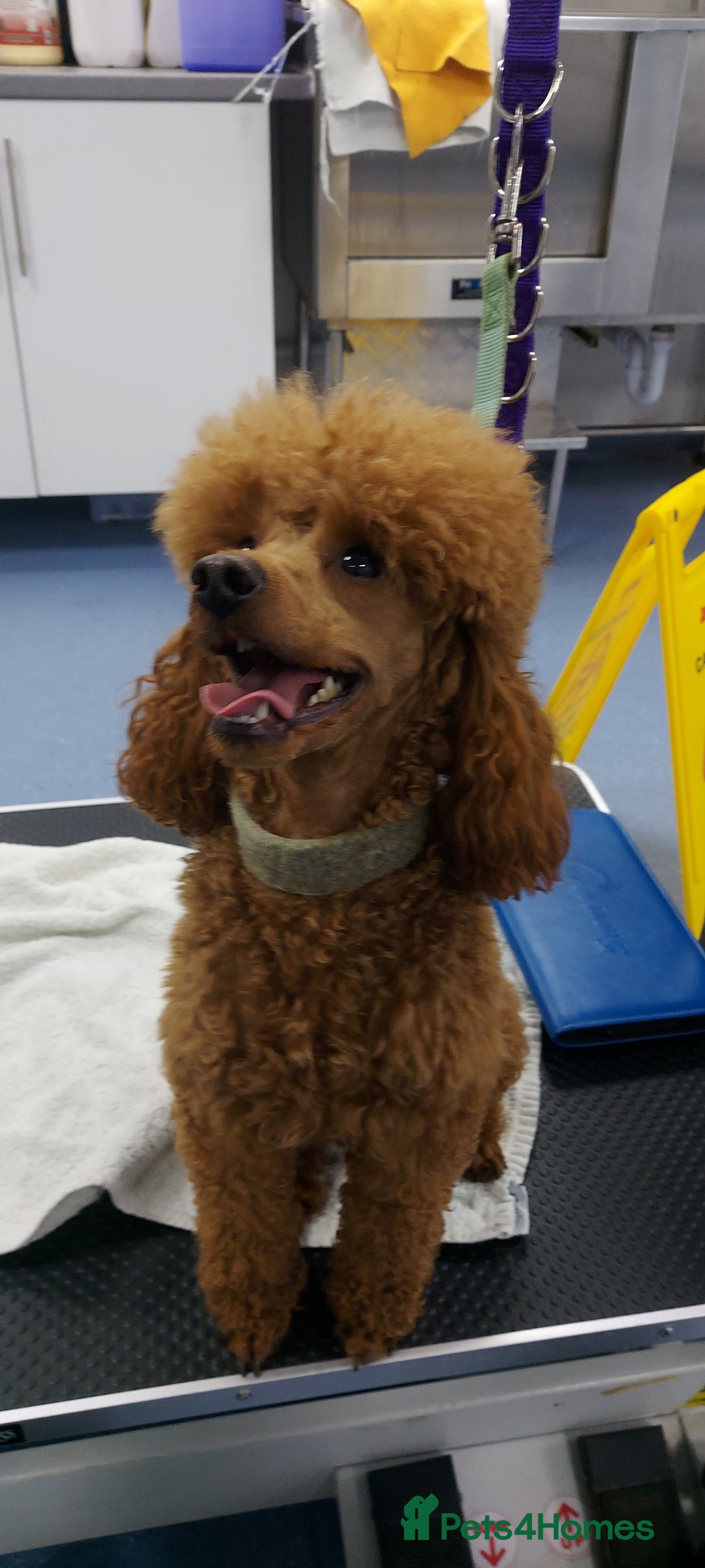 Miniature Poodle dogs for stud: K.C. Reg Miniture Poodle  - Image 2