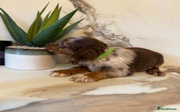 Cocker Spaniel dogs for sale: ⭐️chocolate cocker spaniel pups⭐️  - Image 5
