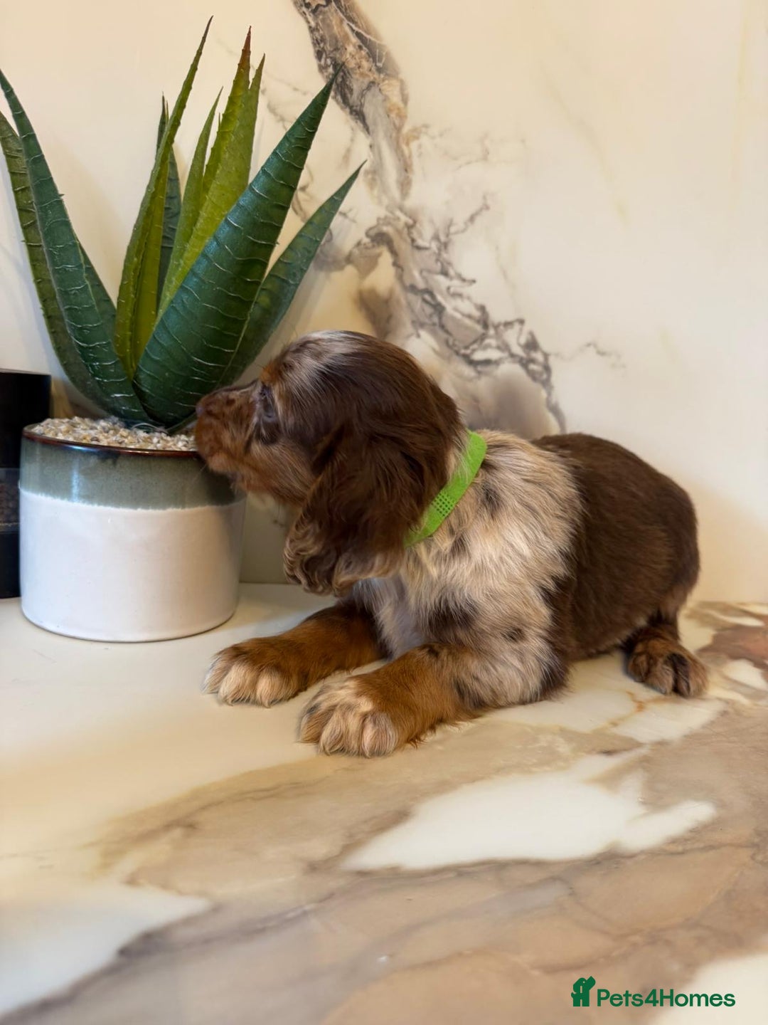 Cocker Spaniel dogs for sale: ⭐️chocolate cocker spaniel pups⭐️  - Image 5