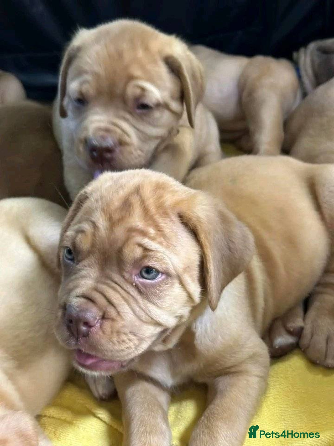 Dogue De Bordeaux dogs for sale: Dogue de Bordeaux puppies now available! - Image 6