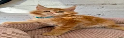 Maine Coon cats for sale: TICa reg 9 XXL Massive Red Kittens - Advert 30