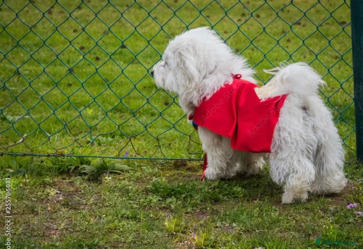 Maltese dogs For stud - Advert 2
