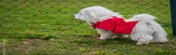 Maltese dogs for stud: For stud - Advert 2