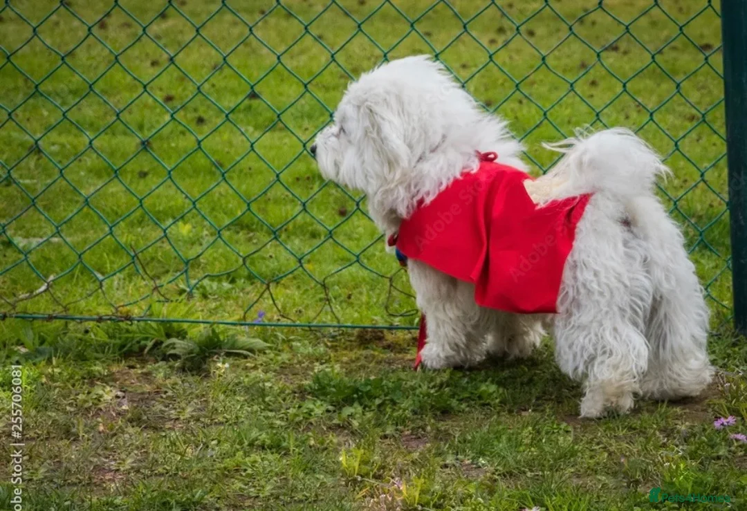 Maltese dogs for stud: For stud - Advert 2