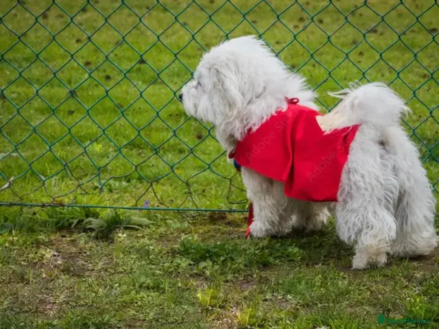Maltese dogs for stud: KC REG PUREBRED MALTESE STUD DOG 🐾 - Advert 2