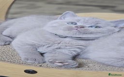 British Shorthair cats for sale: LAST GCCF British Shorthair Kittens Champion - Image 15