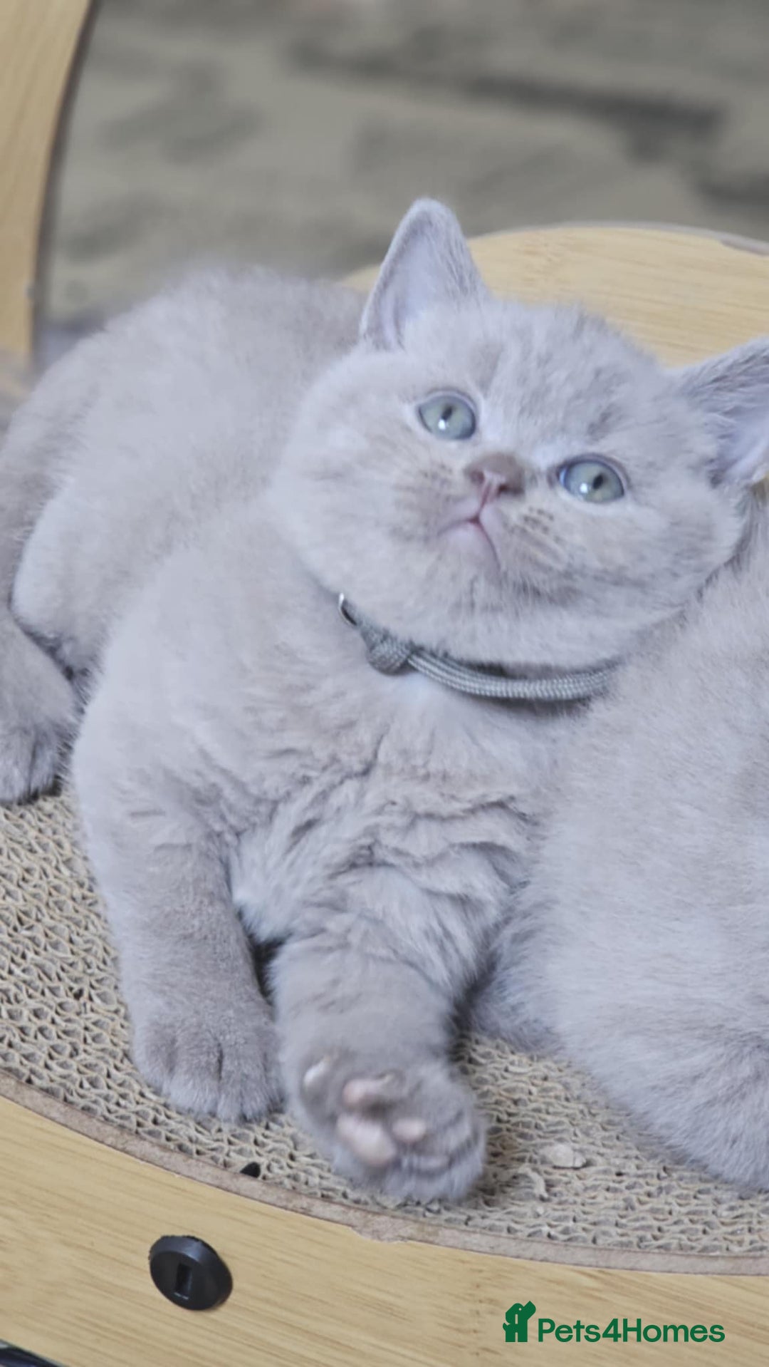 British Shorthair cats for sale: LAST GCCF British Shorthair Kittens Champion - Image 15