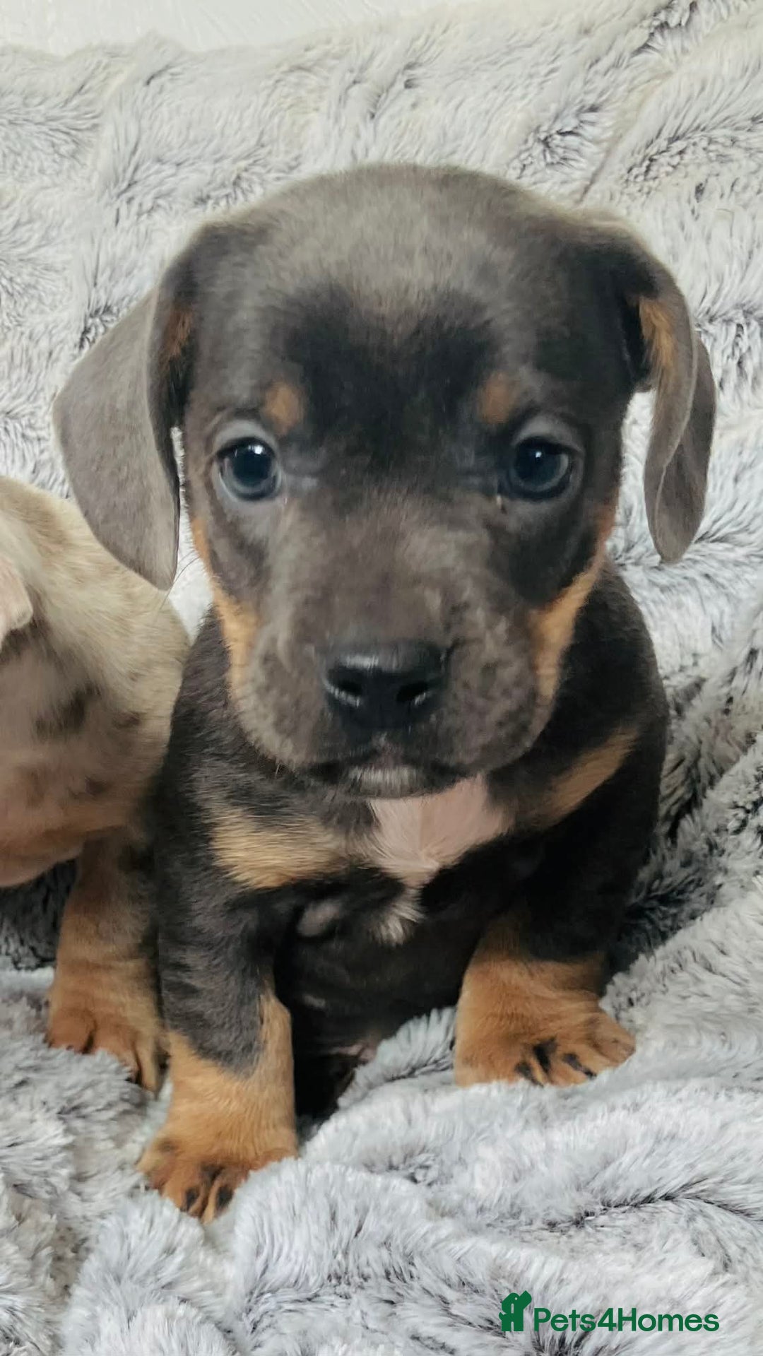Mixed Breed dogs for sale: Bulldog x Mini Dachshund Puppies - Advert 11