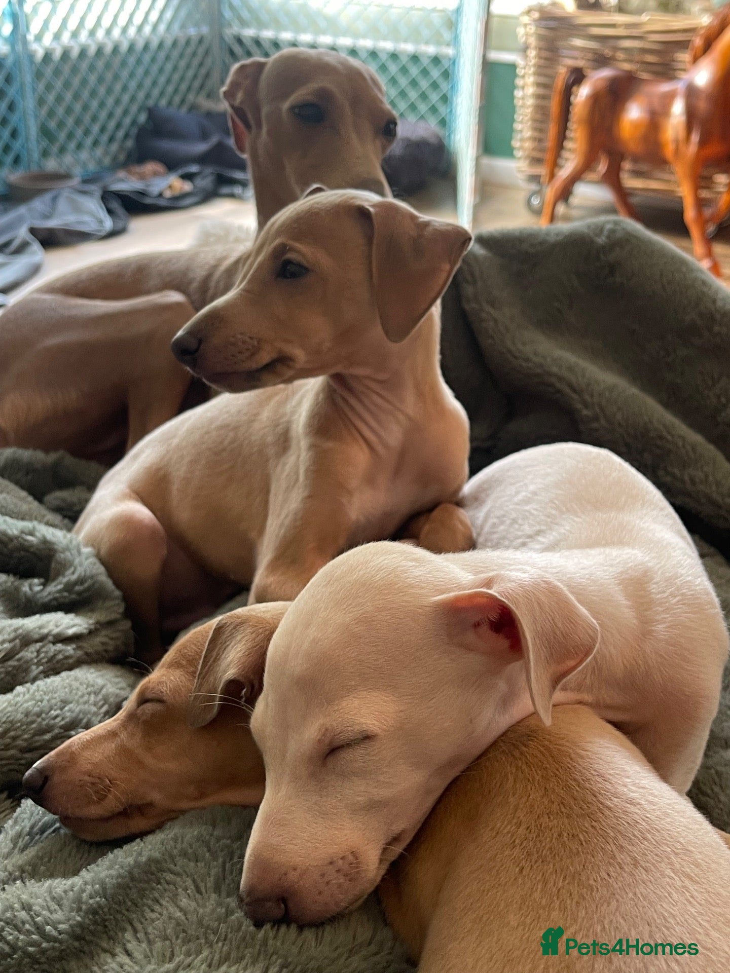 Italian Greyhound dogs for sale: Gorgeous KC Italian Greyhound Boys - Advert 1