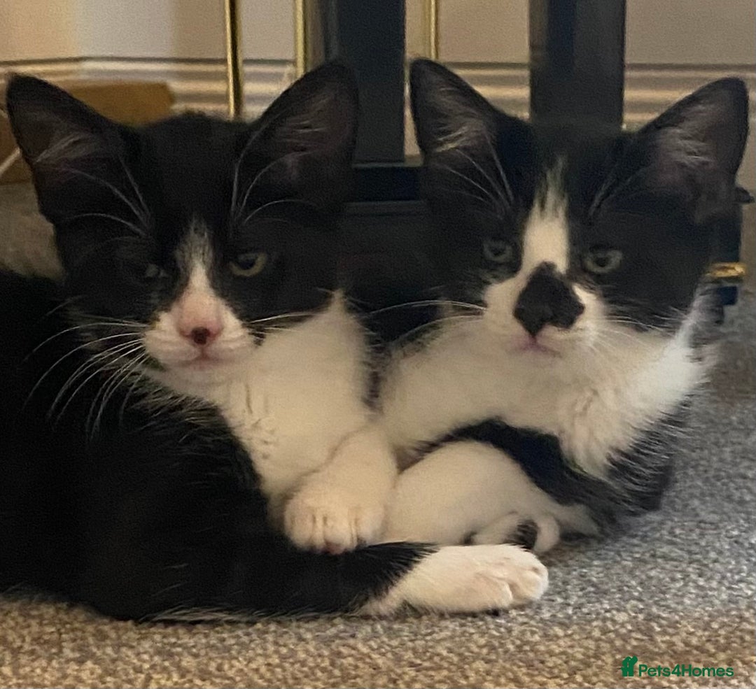 Mixed Breed cats for sale: Smudge and Smidge looking for their forever homes - Image 14
