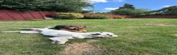 Golden Retriever dogs for adoption: Golden Retriever & Bestie Looking For Home ❤️ - Advert 5