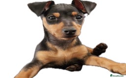 Mixed Breed dogs for sale: *Adorable 14-Week-Old Puppy for Sale!* - Image 2