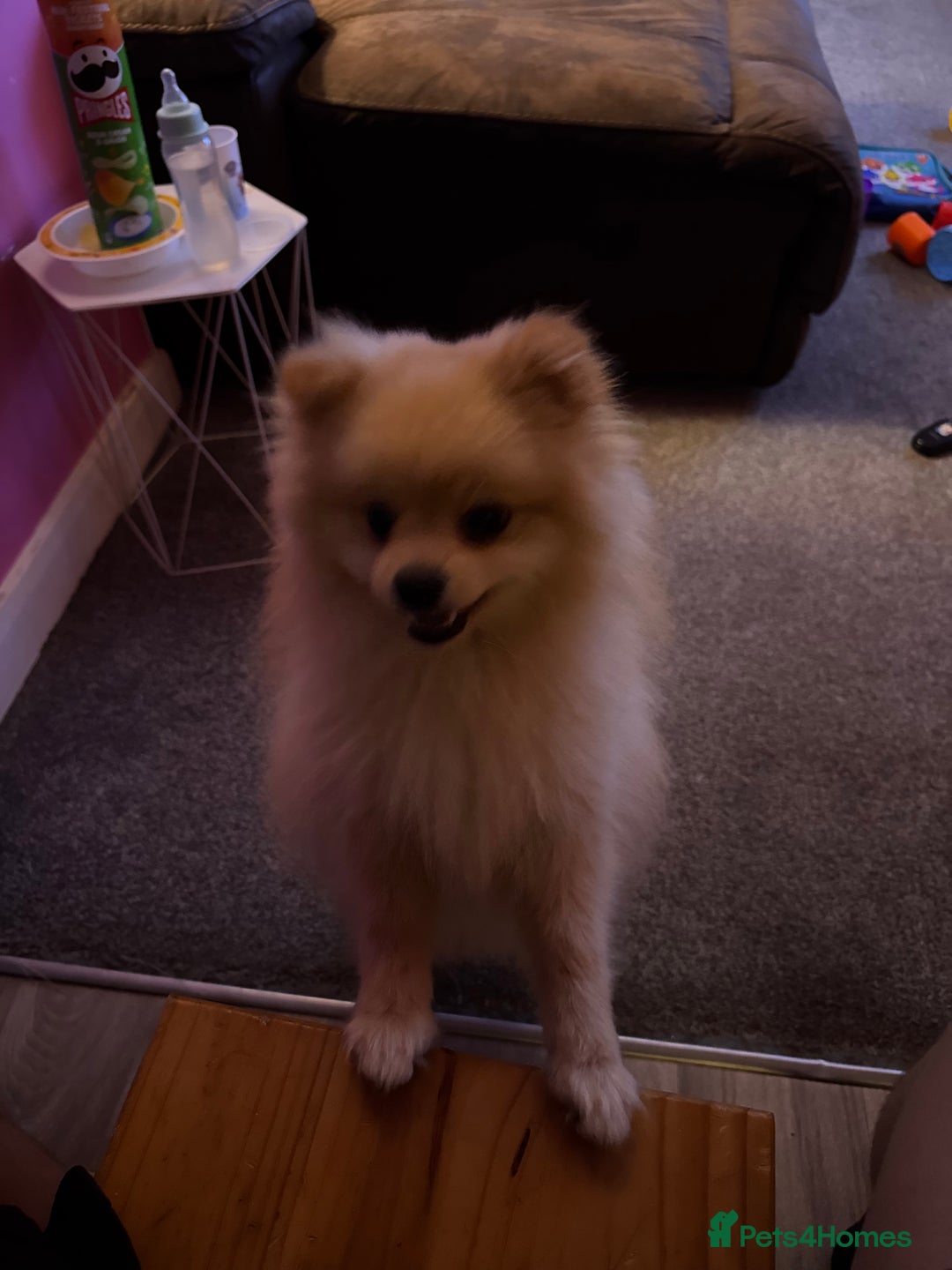 Pomeranian dogs for sale: Male Pomeranian  - Image 1