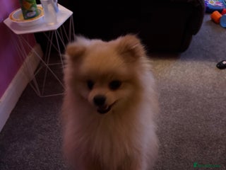 Pomeranian dogs - Advert 13