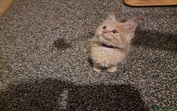 Maine Coon cats for sale: TICA REG.  Amazing kittens  - Image 26