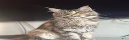 Maine Coon cats for sale: Mainecoon Kittens, ready 08/28! - Advert 40