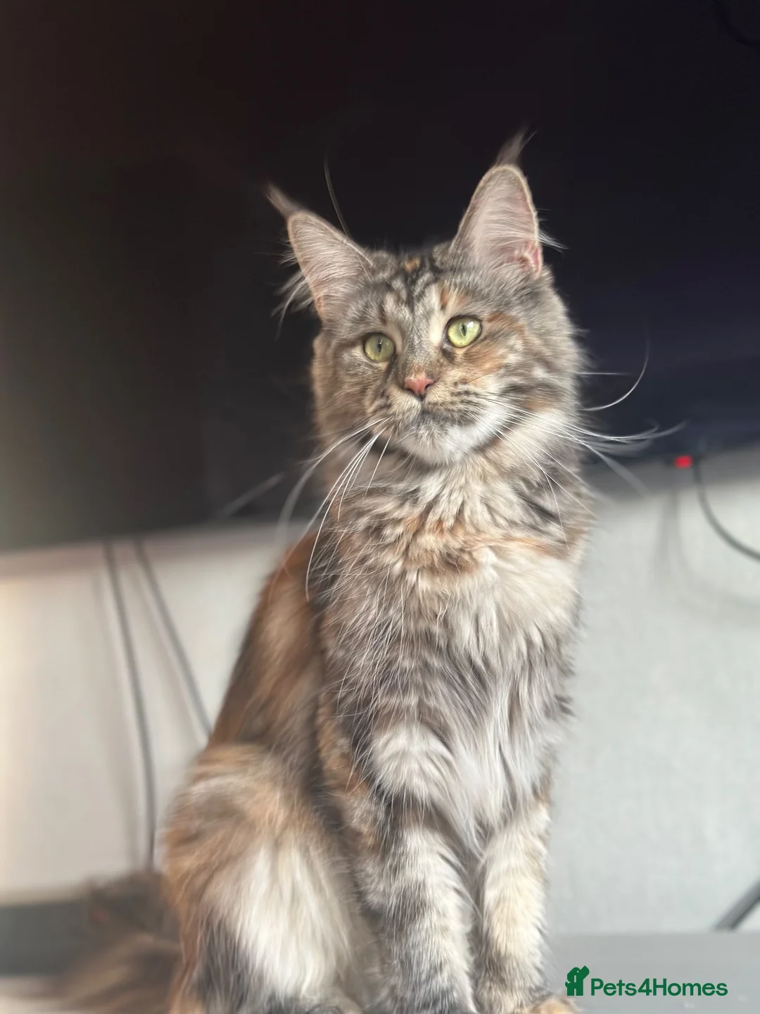 Maine Coon cats for sale: Mainecoon Kittens, ready 08/28! - Advert 40
