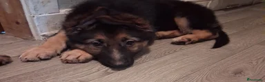 German Shepherd 1