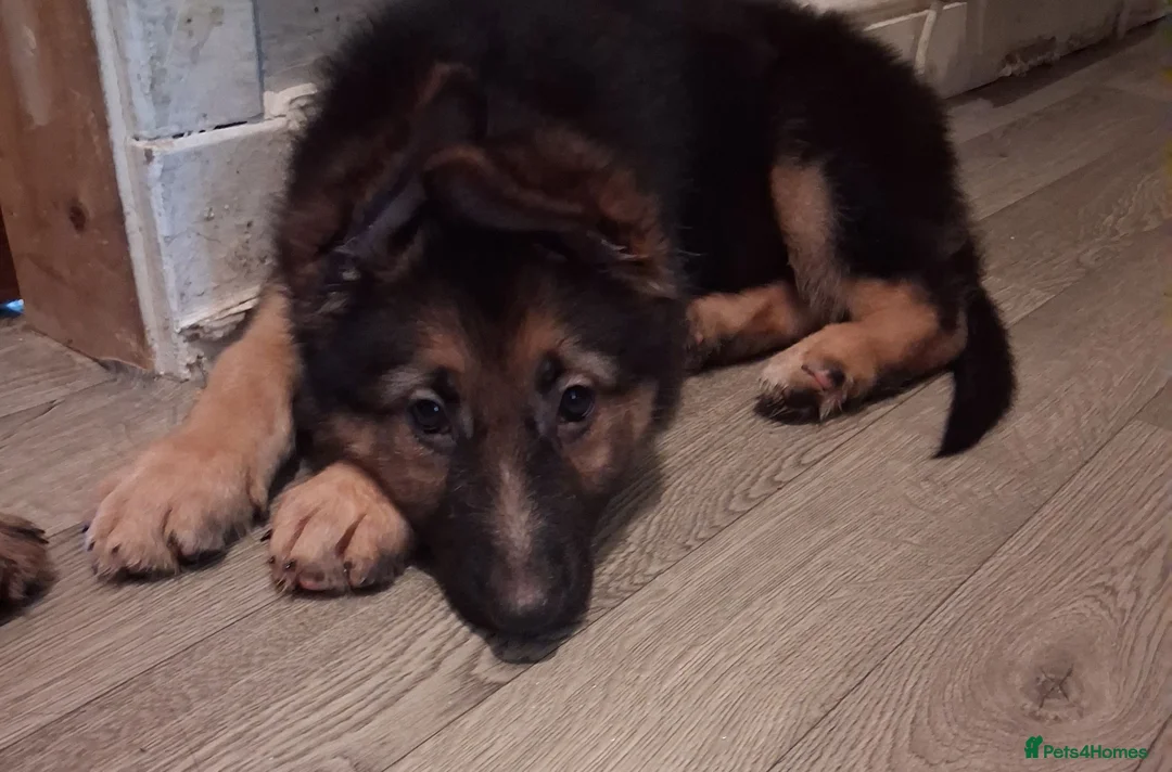 German Shepherd dogs for sale: Kc Registered German Shepherd - Advert 1