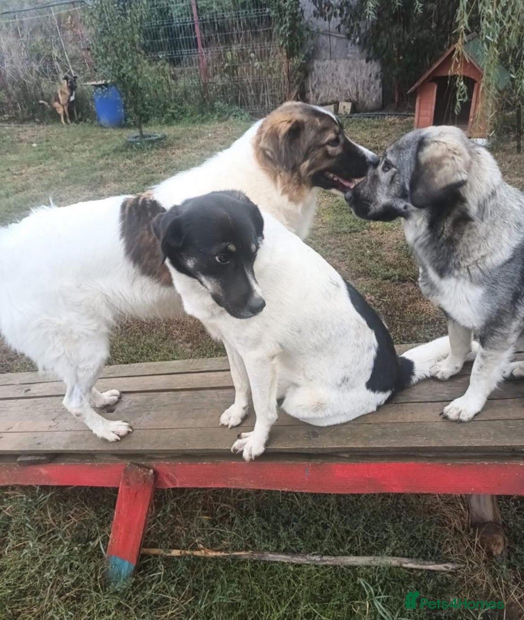 Mixed Breed dogs for adoption: Moira - Norwich Norfolk  - Advert 6