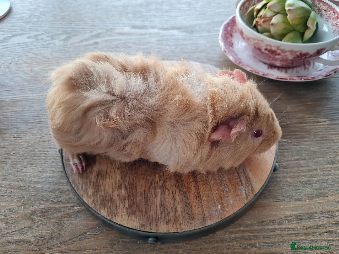 Guinea Pig rodents for sale: Baby guinea pigs for sale - Advert 22