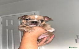 French Bulldog dogs for sale: French bulldog  - Image 13