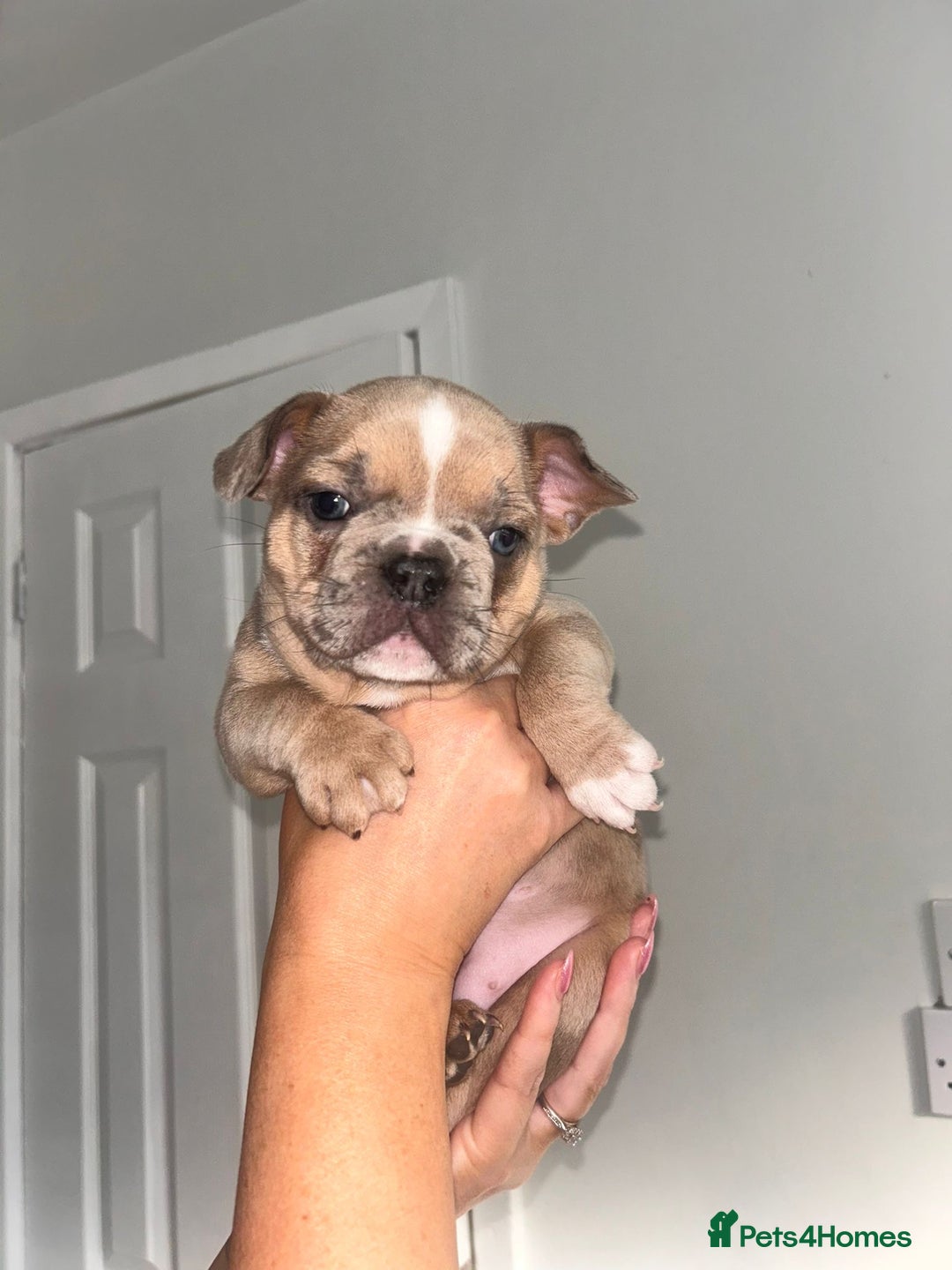 French Bulldog dogs for sale: French bulldog  - Image 13