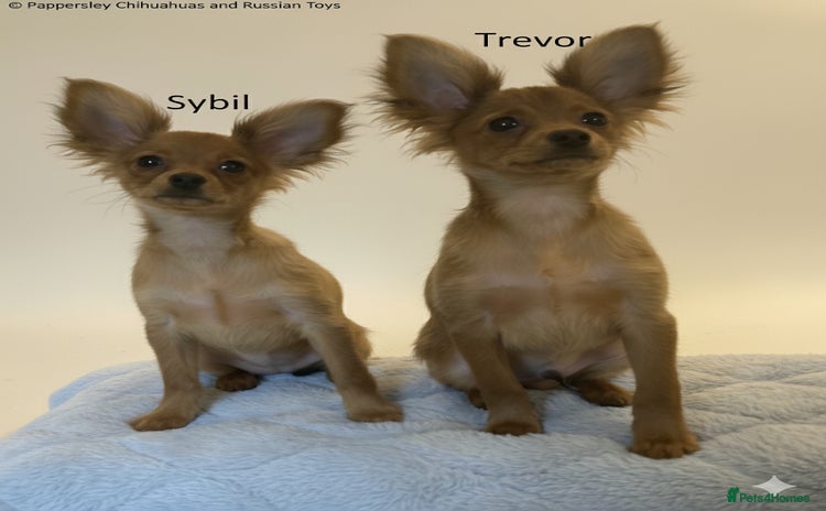 Russian Toy Terrier dogs - Advert 1