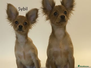 Russian Toy Terrier dogs - Advert 25