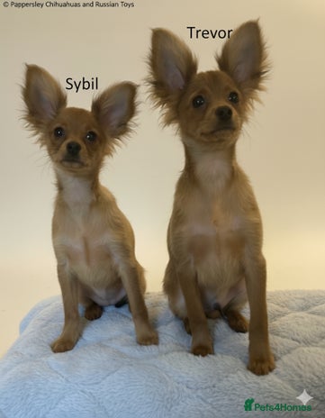 Russian Toy Terrier dogs - Advert 1