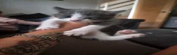 Mixed Breed cats for sale: 2 grey and white fluffy kittens - Advert 3