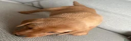 Labrador Retriever dogs for sale: Beautiful litter of puppies  - Advert 10