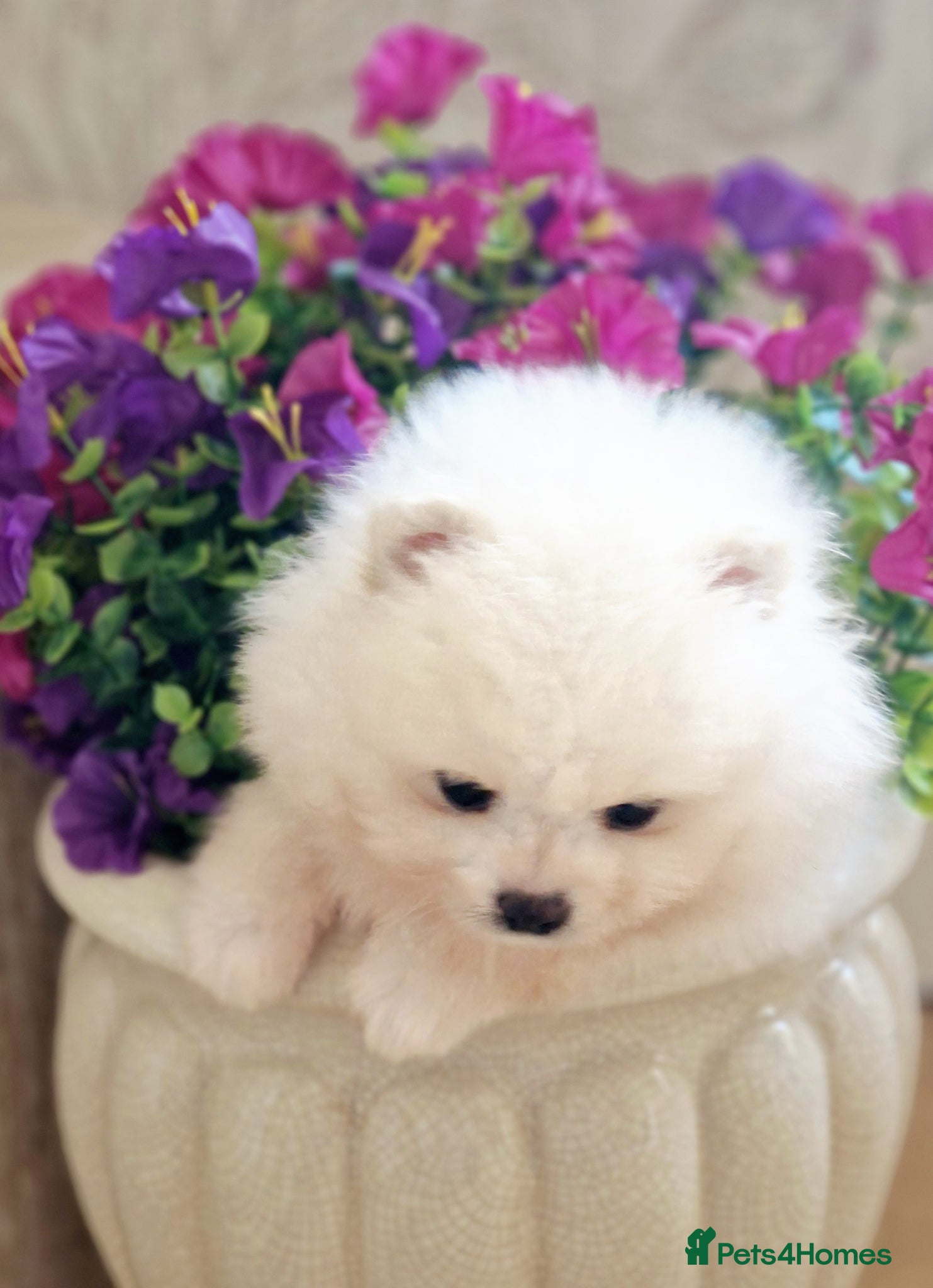 Pomeranian dogs White Pomeranian Males - Advert 2