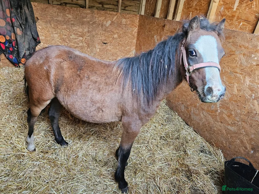 Irish Thoroughbred horses for sale: Welsh pony colt 1.5yrs old   - Advert 1