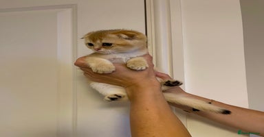 Scottish Fold cats - Advert 9