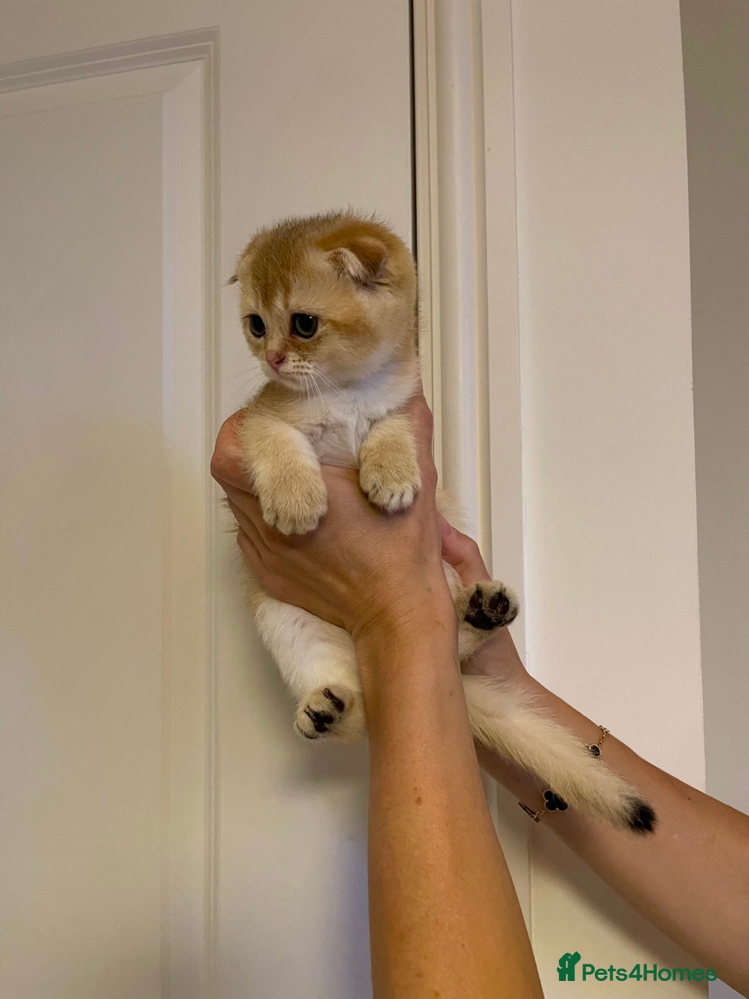 Scottish Fold cats for sale: LUXURY GOLDEN CHINCHILLA SCOTTISH FOLD KITTENS  - Image 3