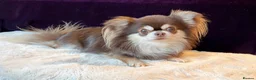 Chihuahua dogs for stud: Thailand imported chihuahua boy stud only in Doncaster - Advert 5