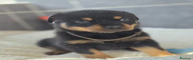 Brown collar
