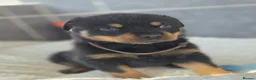 Rottweiler dogs for sale: Gorgeous Rottweiler Puppies  - Advert 19