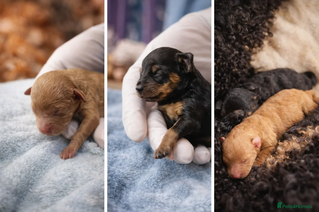 Toy Poodle dogs for sale: Kc registered toy poodle in Newcastle upon Tyne - Advert 5