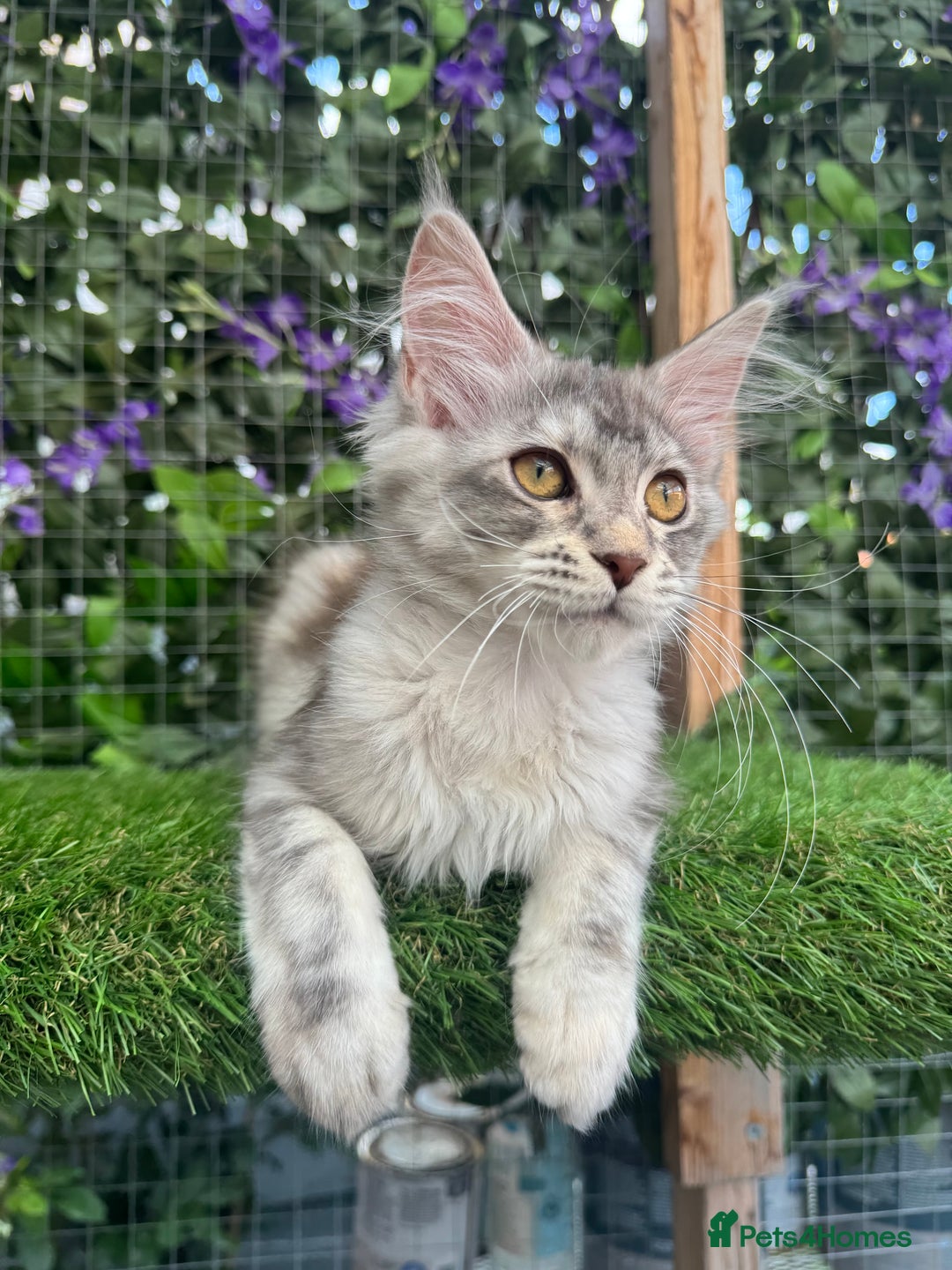 Maine Coon cats for sale: Russian bloodline Maine Coon Kittens 20+Gen! 🏆 - Image 31