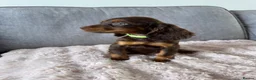 Cocker Spaniel dogs for sale: BEAUTIFUL CHOC AND TAN COCKER PUPS READY NOW!  - Advert 31