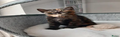 Short-haired tortie girl with a creamy pattern on her back left paw
